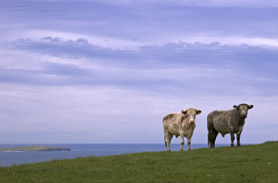 Cows on Florence Hill, Catlins, Southland, New Zealand