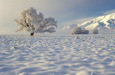 Tree in the snow, Omarama, Canterbury, New Zealand