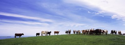 Cows on a hill, Catlins, Southland, New Zealand