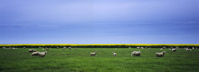 Roadside sheep, South Canterbury, New Zealand