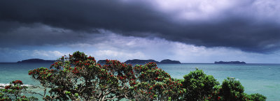 Flowering pohutukawa trees, Corommandel Coast