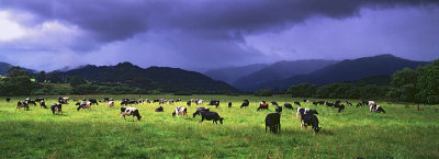 Cows, Bay of Plenty, New Zealand