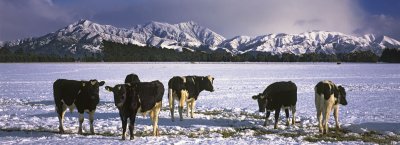 Cows in snow, Canterbury, New Zealand