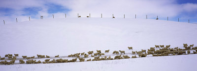 Sheep in the snow, Canterbury, New Zealand