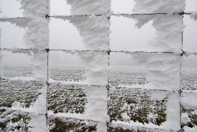 Hoarfrost on deer fence , Central Otago, New Zealand