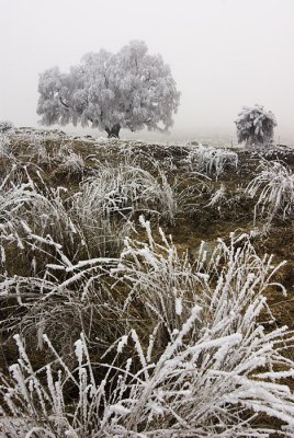 Hoarfrosted tree and grasses, Central Otago, New Zealand
