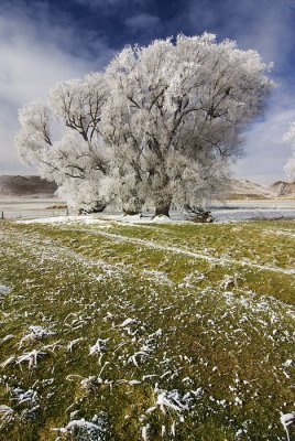 Hoarfrosted tree, Central Otago, New Zealnd