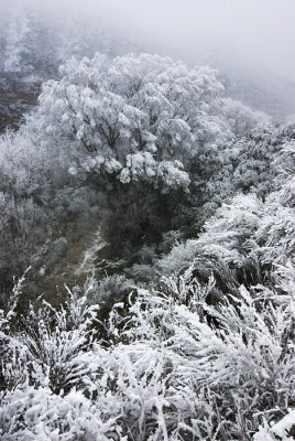 Hoarfrost in gully, Central Otago, New Zealand