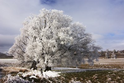 Hoarfrost on roadside tree, Central Otago, New Zealnd
