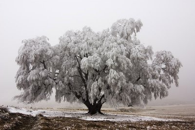 Hoarfrost on tree, Central Otago, New Zealand
