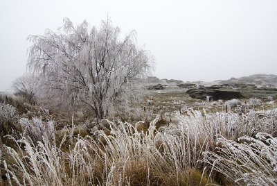 Hoarfrost near Alexandra, Otago, New Zealand