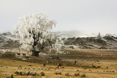 Deer and hoarfrost, Central Otago, New Zealand