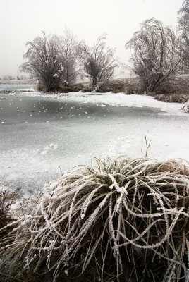 Hoarfrost at Lake Ruataniwha, Canterbury, New Zealand