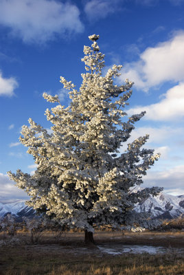 Mid winter Christmas Tree, Omarama, Otago, New Zealand