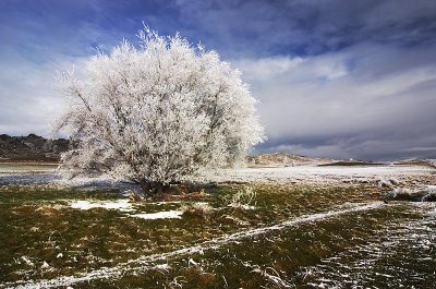 Hoarfrosted tree, Central Otago, New Zealand