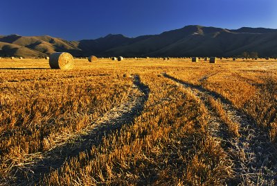 Hay bales, Southland, New Zealand
