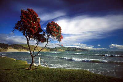 Windblown Pohutukawa Tree, Castlepoint, Wairarapa, New Zealand