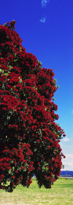 Flowering pohutukawa tree, Mahia Beach, Hawkes Bay, New Zealand