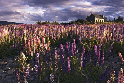 Lupins and the Church of Good Shepherd, Lake Tekapo, Canterbury, New Zealand