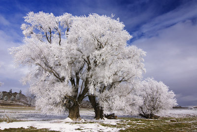 Southern Whites. Winter hoarfrost in New Zealand.