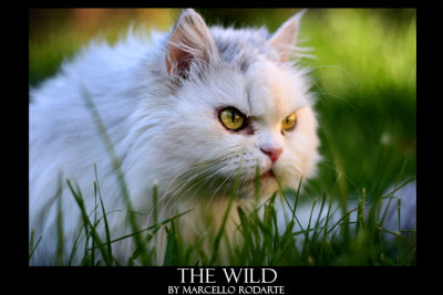 the wild