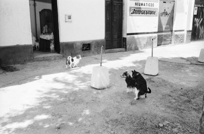 Dogs outside a brothel in Seville Spain 2005