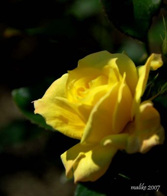 Rose jaune.jpg