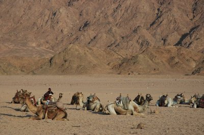 Kameler i ørkenen, Sinai