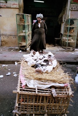 Birds for sale, Cairo