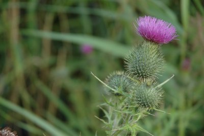 Thistel flower, Denmark