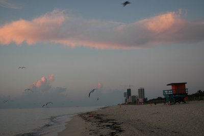Seagulls on the wings I