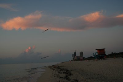 Seagulls on the wings II