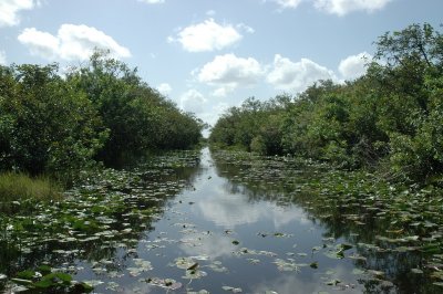 The Everglades I