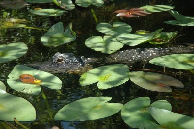 Alligator I, The Everglades