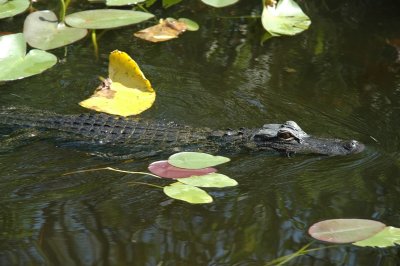 Alligator II, The Everglades
