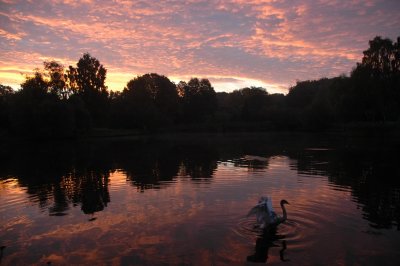 Sunrise Swan