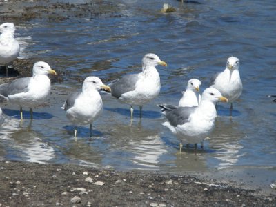  Californial Gulls in Marina shores