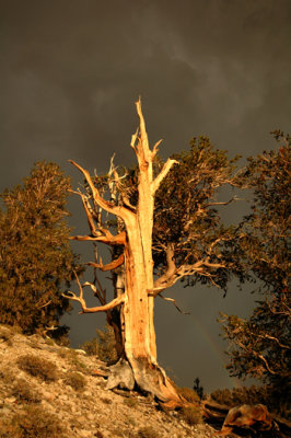 Bristlecone Pine sunset