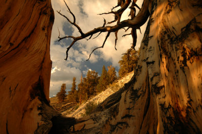 Bristlecone Pine
