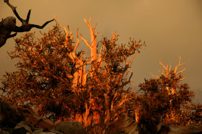 Bristlecone Pine