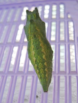 Bright Green BST Chrysalis