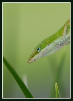 Green Anole