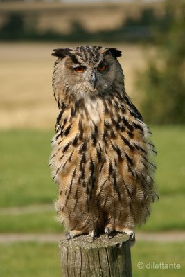 Eagle Owl