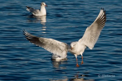 Black-Headed Gull