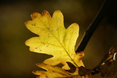 Sunlit Oak Leaf