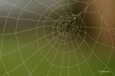 Spider web on a foggy morning