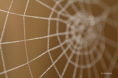 Spider web on a foggy morning
