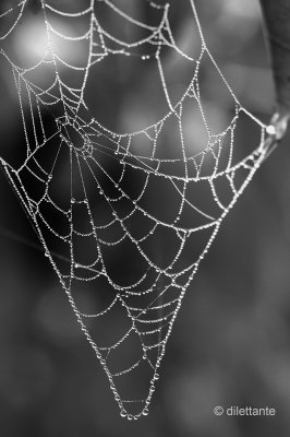 Spider web on a foggy morning