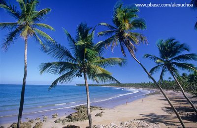 Coqueiral na Iha de Boipeba, praia da cueira, Arquipélago de Tinharé, Cairu-BA