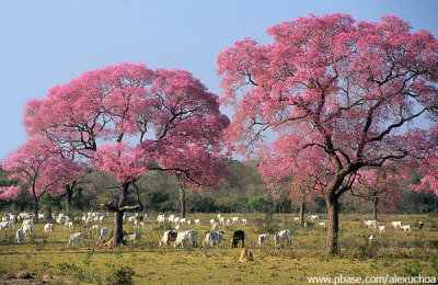 Ipe rosa no Pantanal, Miranda-MS